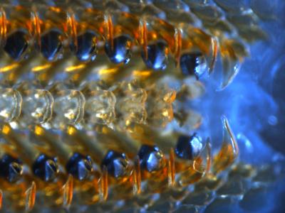 contact chiton radula